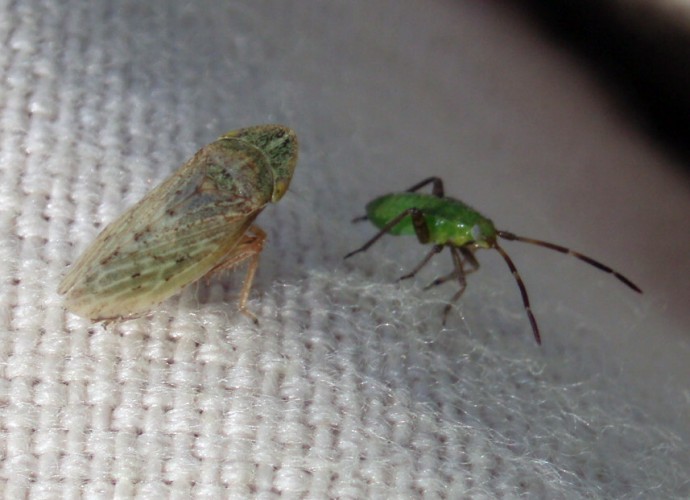 Cicadellidae: Aphrodes